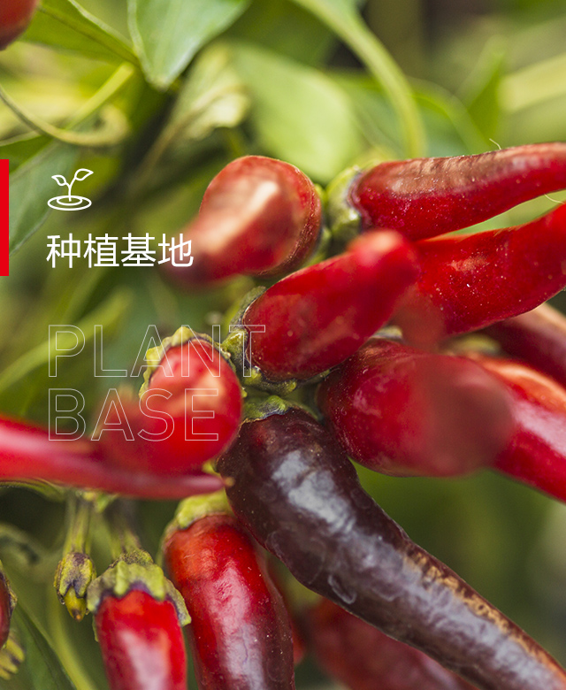 種植基地