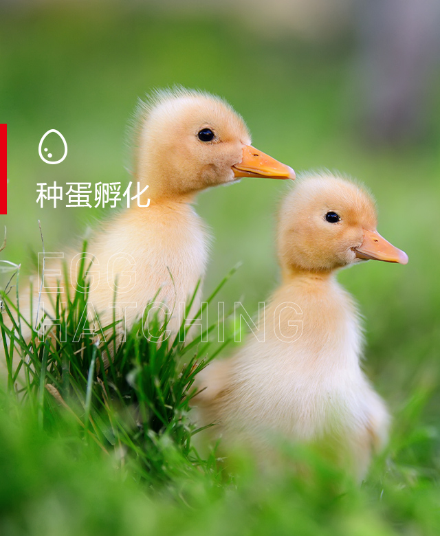種蛋孵化